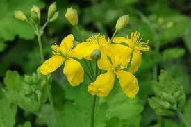 Heirloom Chelidonium Majus Flower Seeds for Garden Planting, Non-GMO, Medicinal Yellow Blooms for Borders - Chelidonium for planting in home garden